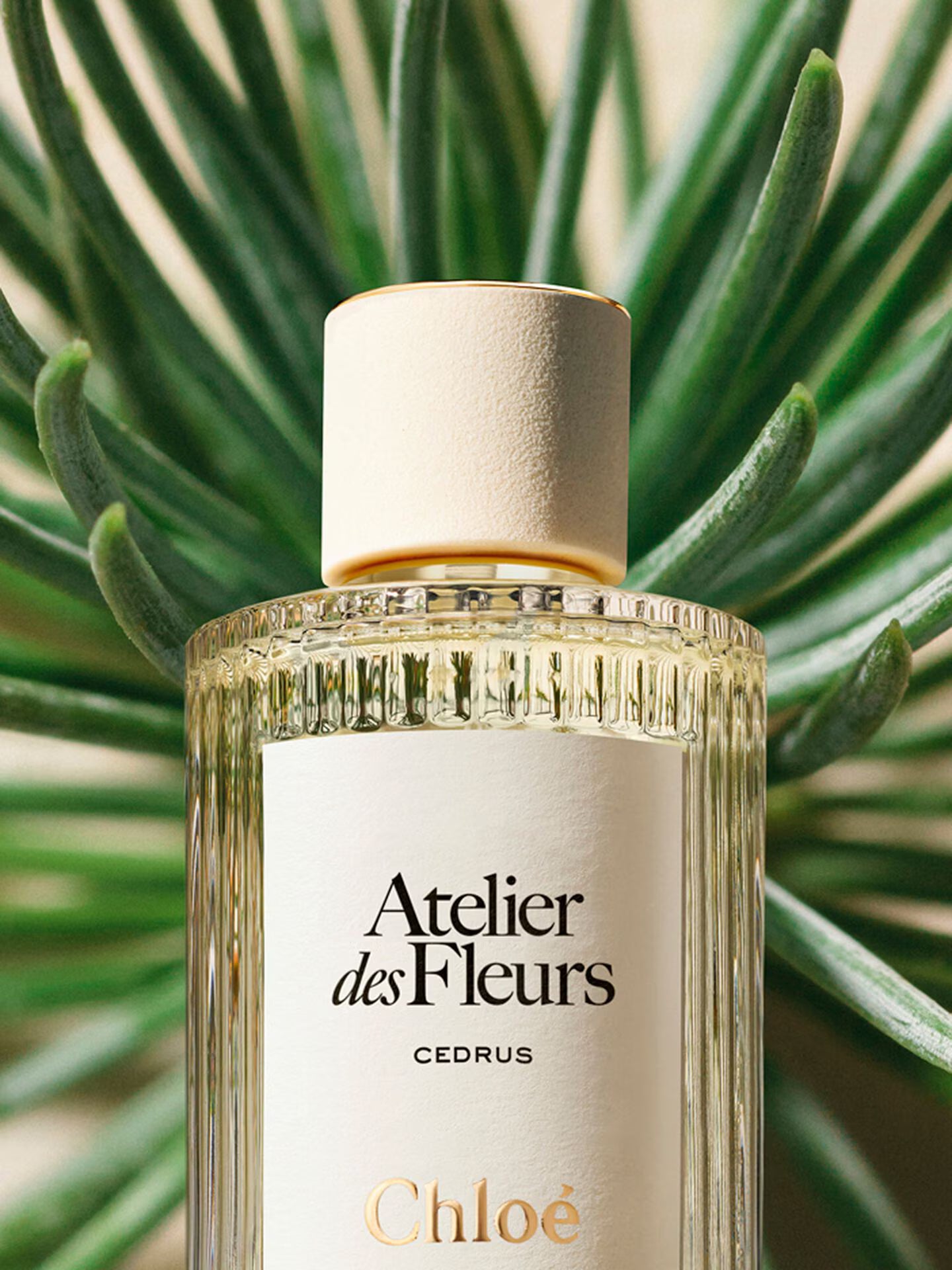 Atelier des Fleurs Cedrus Eau de Parfum 150ml